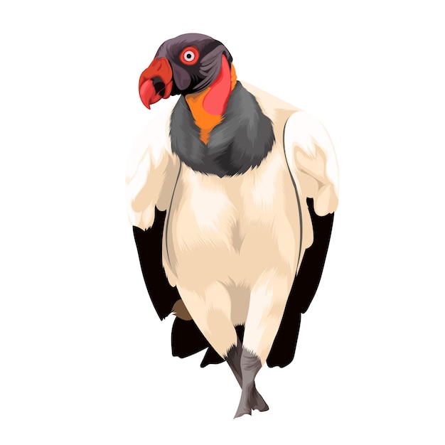 Vector king vulture