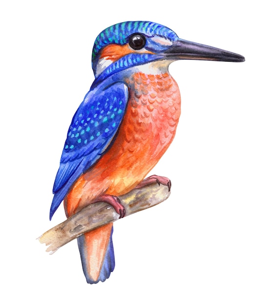 Kingfisher bird isolated on white background Watercolor Illustration Template Picture