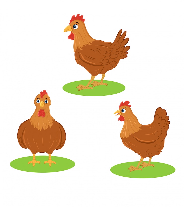 Vector kip illustratie