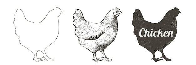 Kip kip vogel Pluimvee vleeskuikens boerderij dieren voeden Vintage Paaskaart Ei verpakking ontwerp Realistische schets lijn silhouet gravure illustratie