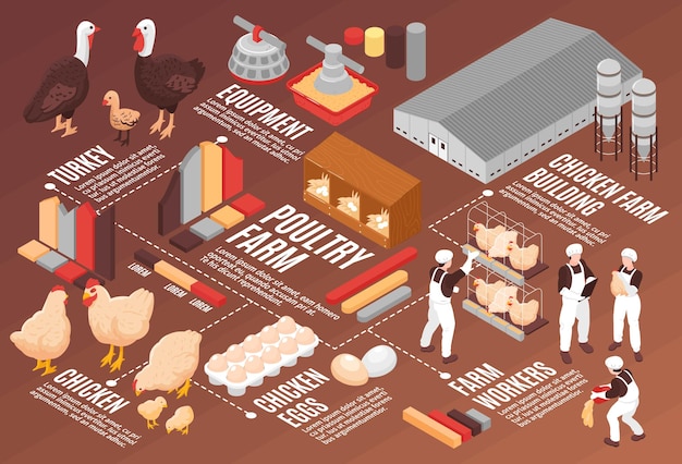 Kip pluimvee boerderij isometrische stroomschema poster met vlees eieren productie apparatuur landarbeiders gebouwen vogels illustratie