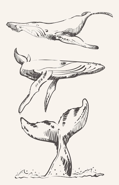 Kit of whale sketches