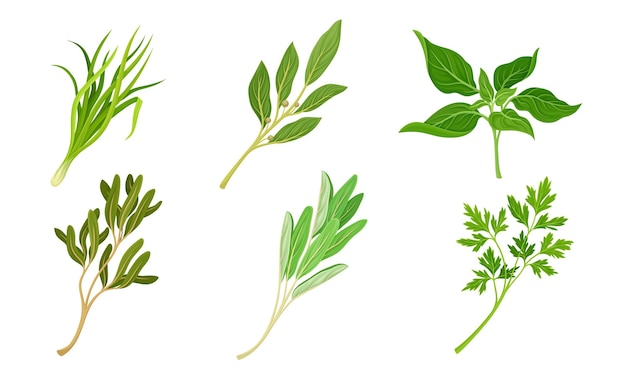 Kitchen herbs and condiment with parsley and basil vector set