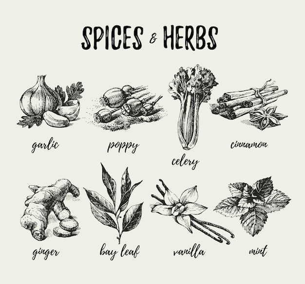 Vector kitchen herbs and spices hand drawn sketch vintage icons vector illustration