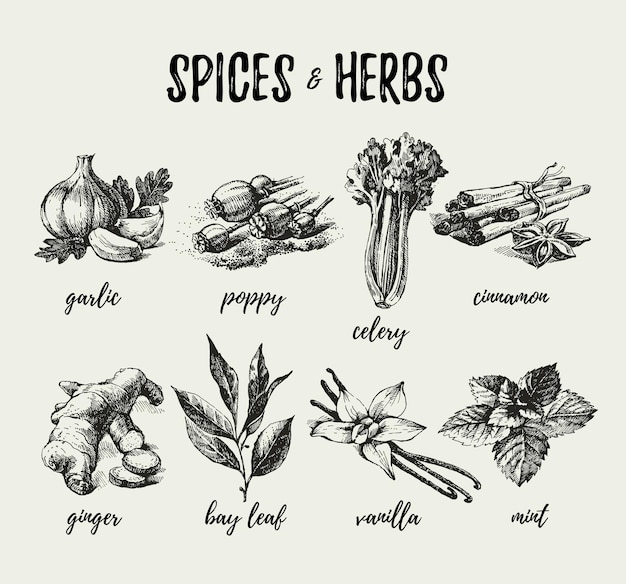 Kitchen herbs and spices hand drawn sketch vintage icons vector illustration
