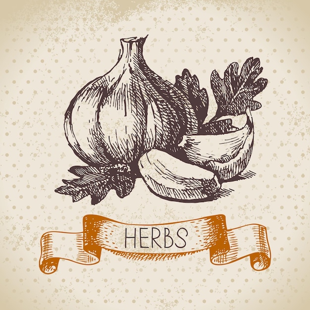 Kitchen herbs and spices. vintage background with hand drawn sketch garlic