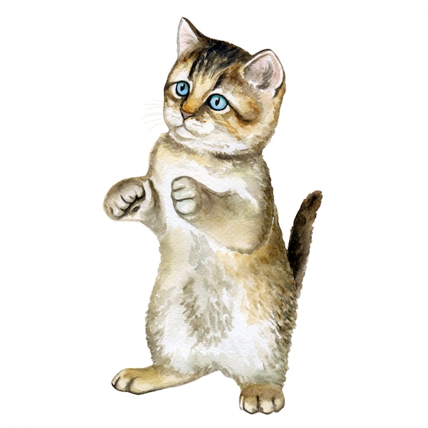 Kitten sits on its hind legs. Watercolor. Illustration