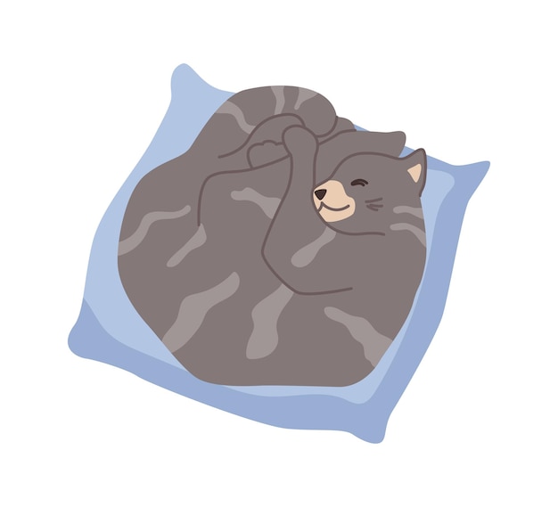 Китти спит в мягкой лежанке
