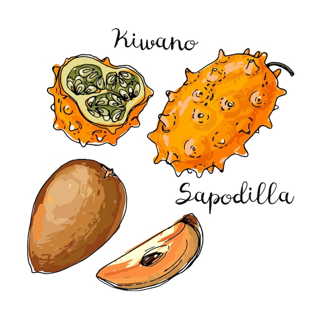 Kiwano, sapodilla. Fruits drawn by a line on a white background. Fruits from Thailand. Food sketch l