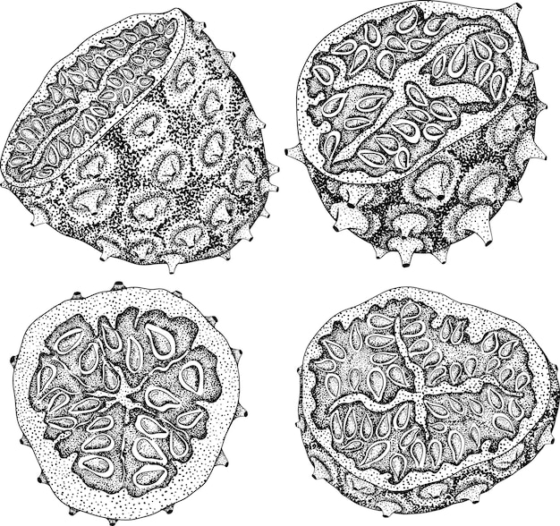 Kiwano vruchten cucumis metulifer gehoornde meloen Vector hand getrokken gravure illustratie