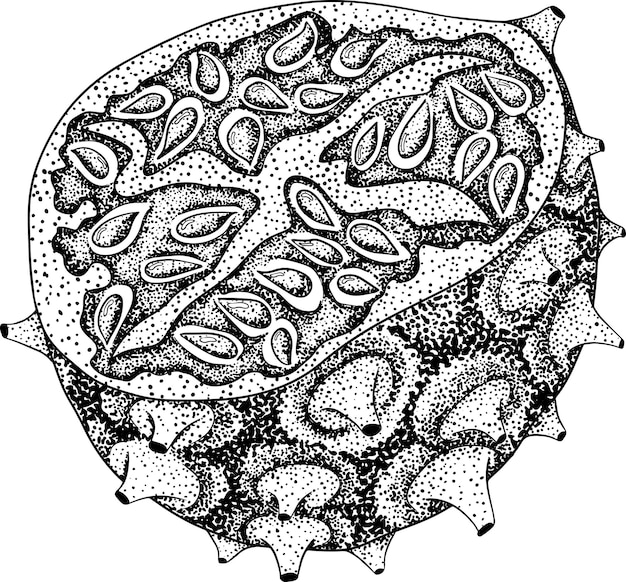 Kiwano vruchten cucumis metulifer gehoornde meloen Vector hand getrokken gravure illustratie