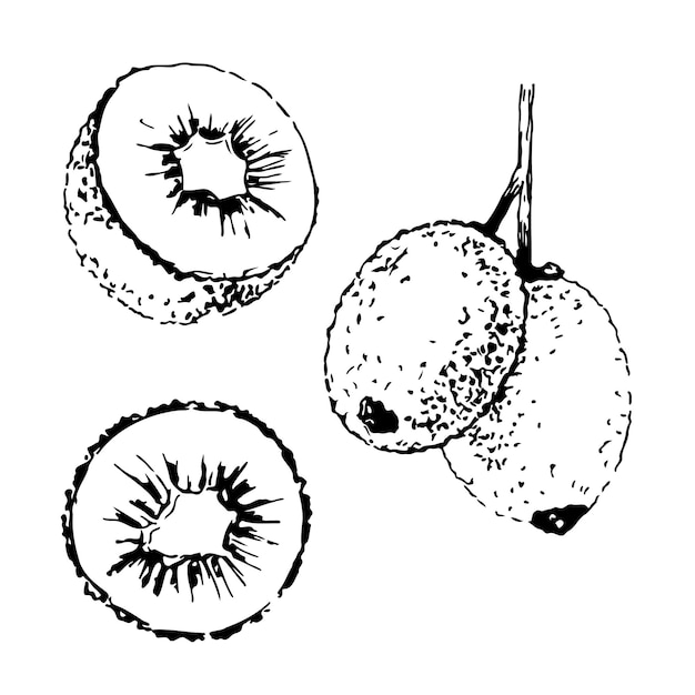 Kiwi fruit black and white vector set isolated on a white background