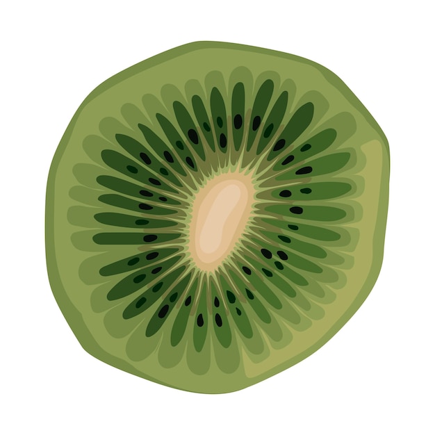 kiwi fruit food healthy tropical fresh juicy kiwifruit vector illustration vitamin health nature