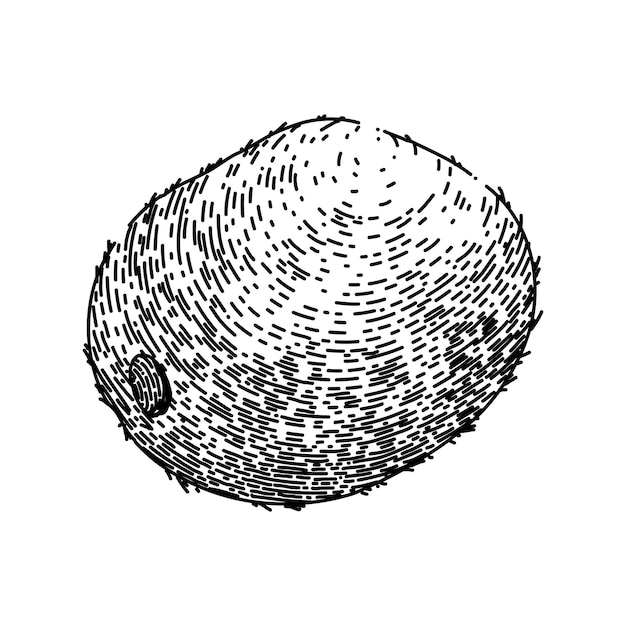 Kiwi fruit green sketch hand drawn vector