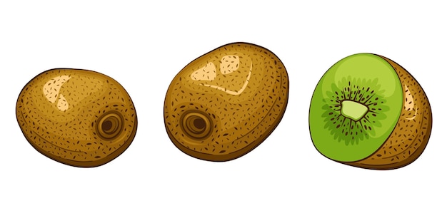 Kiwi geïsoleerde vector illustratie fruits kleurrijke illustraties geïsoleerd op witte achtergrond frui