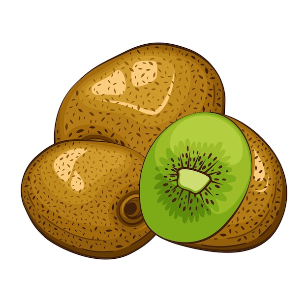 Kiwi isolated vector illustration Fruits colorful illustrations isolated on white background Frui
