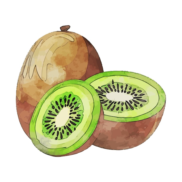 Kiwifruit Watercolor vector Illustration