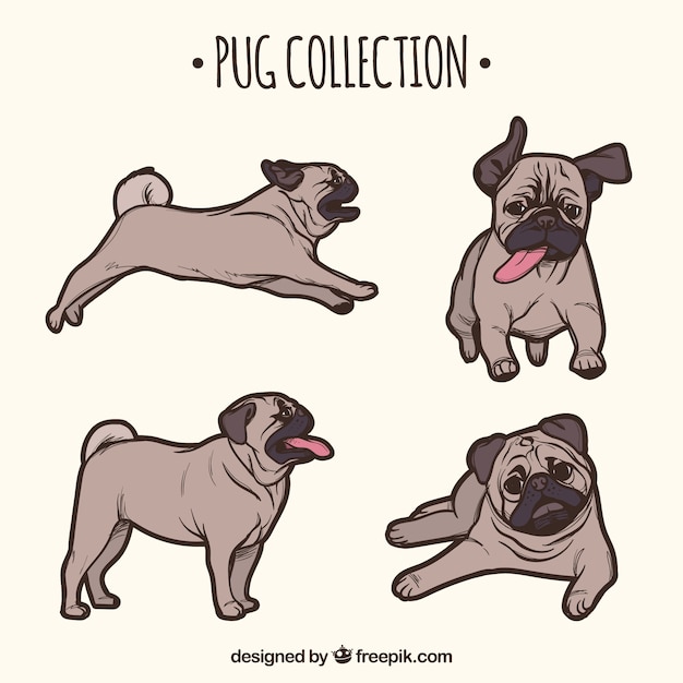 Klassiek pak handgemaakte pugs