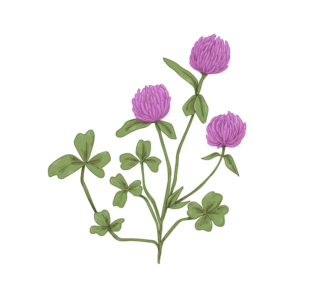 Klaver bloemen. Botanische tekening van realistische Trifolium pratense. Wilde bloemenplant met klaverblaadjes. Weidewildflower in retro stijl. Handgetekende vectorillustratie geïsoleerd op een witte achtergrond