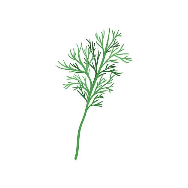 Kleine tak van verse groene dille Aromatisch jaarlijks kruid Natuurlijk en gezond ingrediënt voor het versieren van gerechten Decoratief element voor receptboek Vlakke vectorillustratie geïsoleerd op witte achtergrond