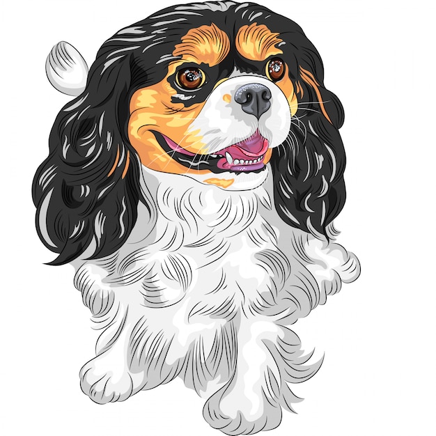 kleurenschets van de hond Cavalier King Charles Spaniel bre