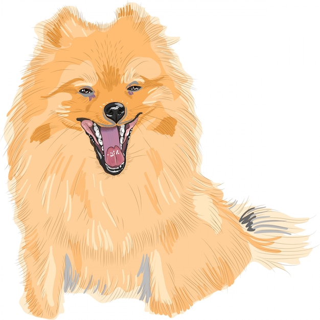 Vector kleurenschets van de hond duitse toy pomeranian ras smile