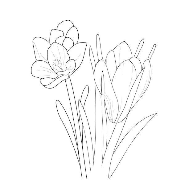 Kleurplaat hand getrokken collectie saffraan bloem van vectorillustratie op witte achtergrond