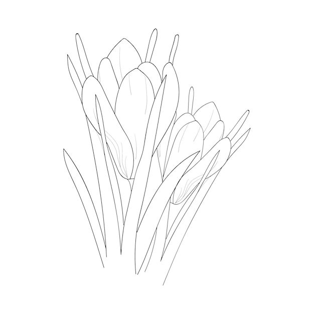 Kleurplaat hand getrokken collectie saffraan bloem van vectorillustratie op witte achtergrond