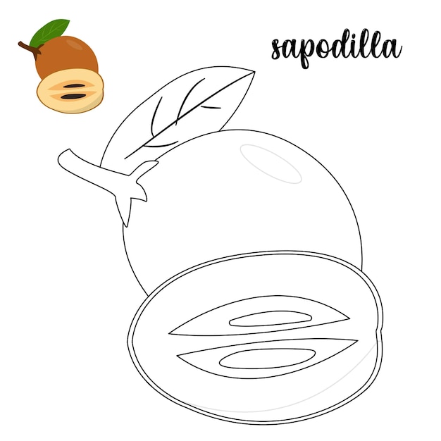 Kleurplaat, Sapodilla kleurplaat