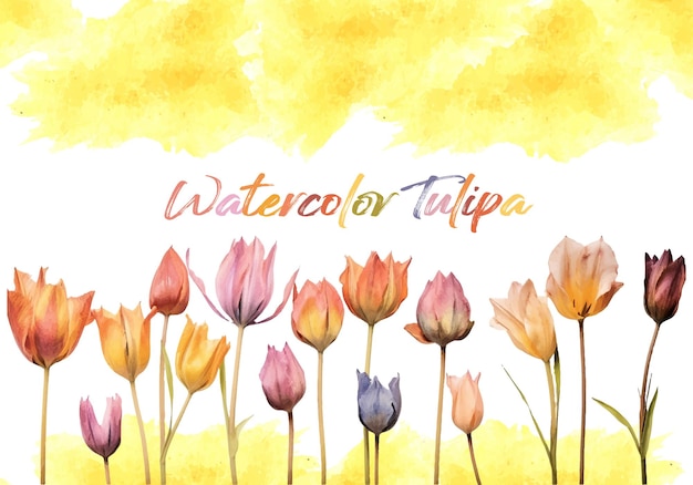 Kleurrijke aquarel tulp clipart