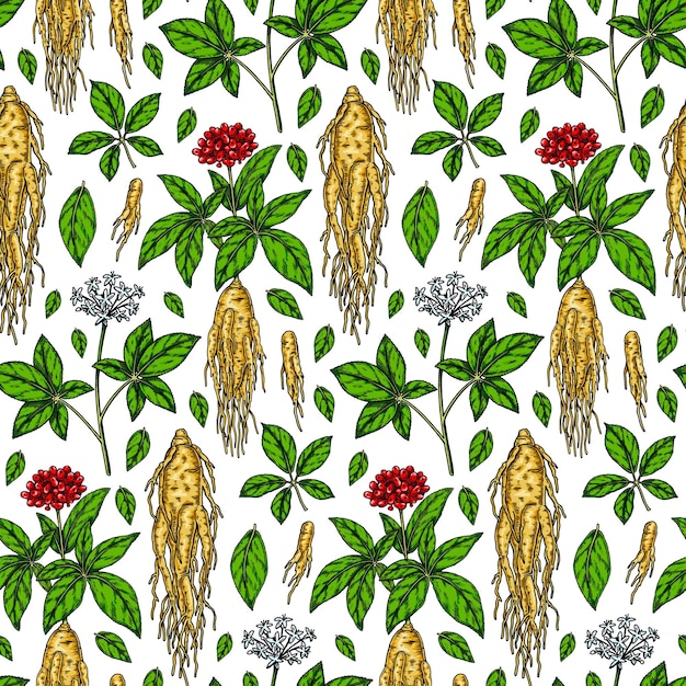 Kleurrijke Hand getrokken ginseng naadloze patroon Vector illustratie in schets stijl Geneeskrachtige plant