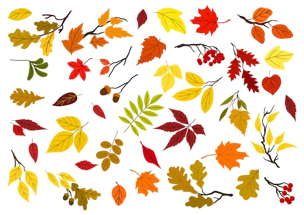 Kleurrijke set herfstbladeren