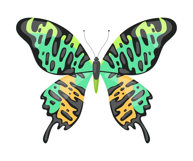 Kleurrijke tropische vlinder mooie vliegende insect decoratief element vector illustratie