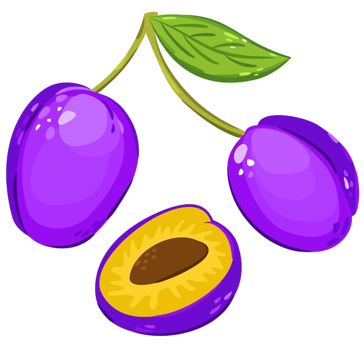 Vector kleurrijke vectorillustratie van pruimen op de tak en een half pruim. geïsoleerd op witte achtergrond