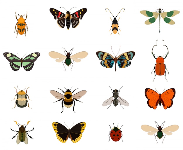 Kleurrijke vlinder- en insectencollectie