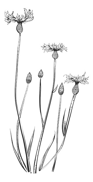 ヤグルマギクの花。ブルーツ植物。白い背景で隔離の手描きの世紀