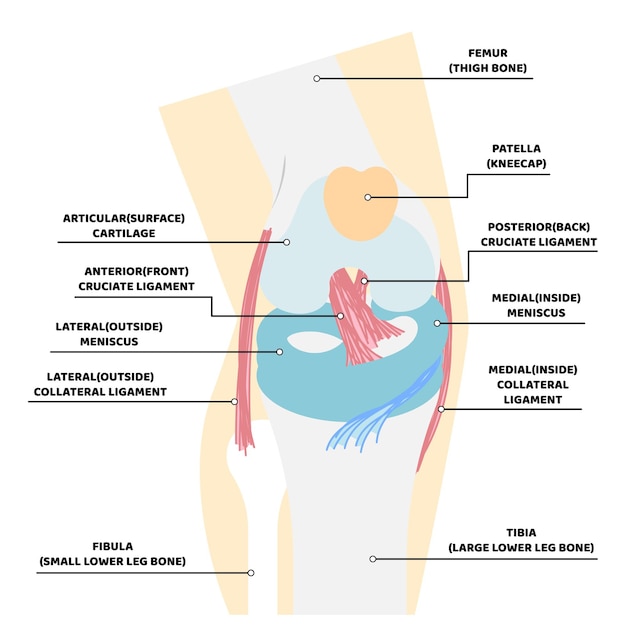 knee anatomy and bone internal organs body part nervous system health care