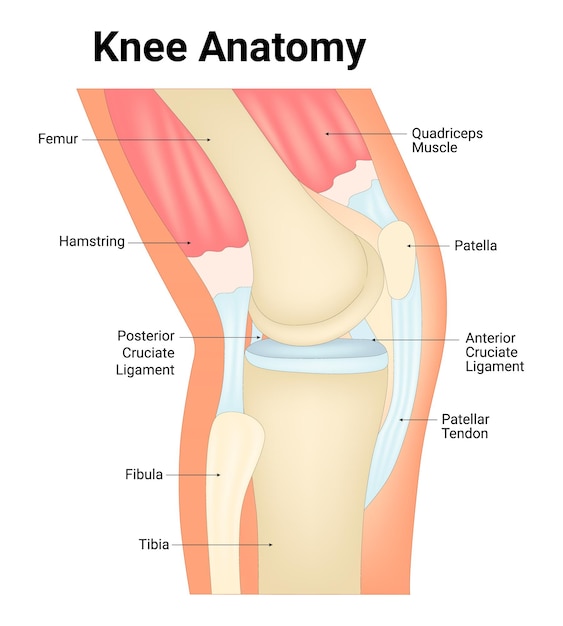 Vector knie anatomie lijnkunst femur hamstring posterior cruciate ligament fibula tibia patella