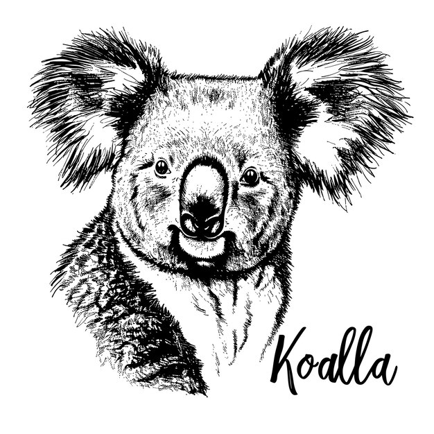 Коала медведь эскиз гравировки векторной иллюстрации для футболки