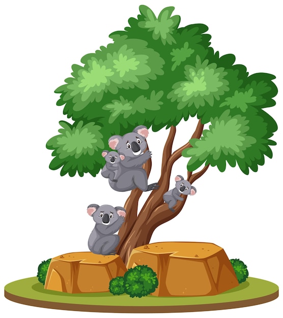 Koala on the tree on white background