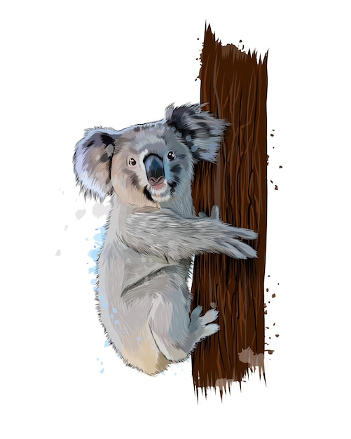 Koala uit een scheutje aquarel, gekleurde tekening, realistisch.