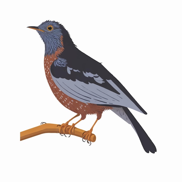 Vector koekoek vogel vectorillustratie geïsoleerd op een witte achtergrond