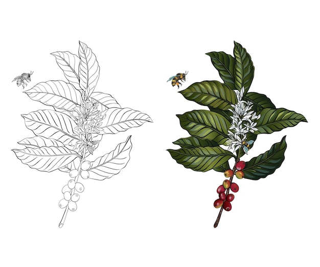 koffie met bijen botanische vectorillustratie