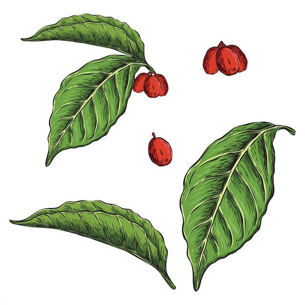 Koffie plant blad hand getrokken illustratie