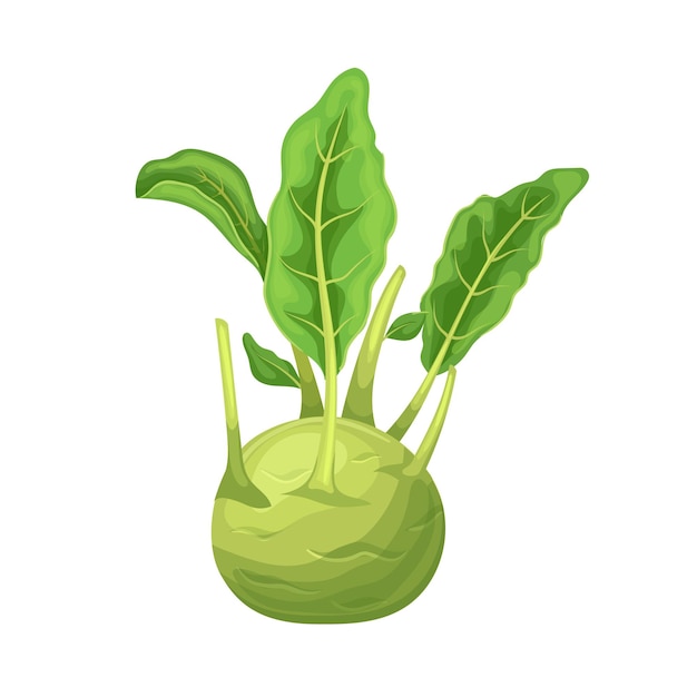 Kohlrabi cabbage green cartoon vector illustration