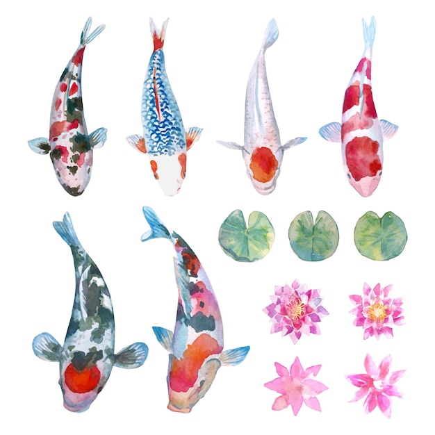 Koi carp fish, lotus and lotus leaf watercolor collection.