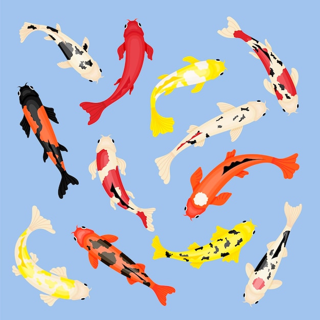 Koi fishes isolated nature fish japan red carp chinese water animal top view asian goldfish botanical garden oriental swanky vector natural elements