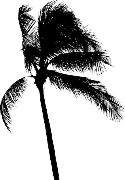 Kokospalm boom silhouet vectorillustratie