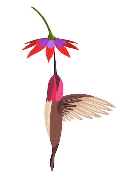 Kolibrie Veelkleurige vliegende tropische colibri met bloem geïsoleerd op een witte achtergrond Vectorillustratie van heldere paradijsvogel vliegen over de bloeiende bloem