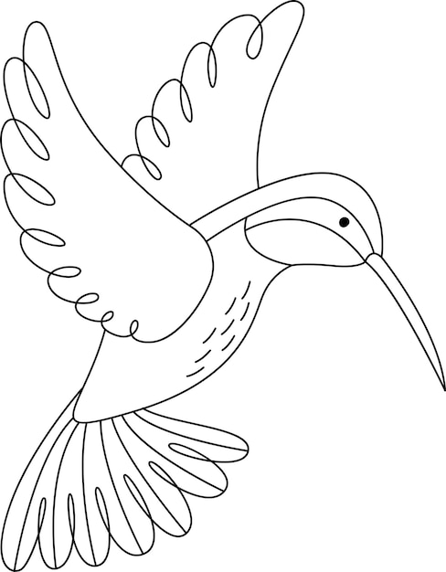 Vector kolibrie vogeloverzicht